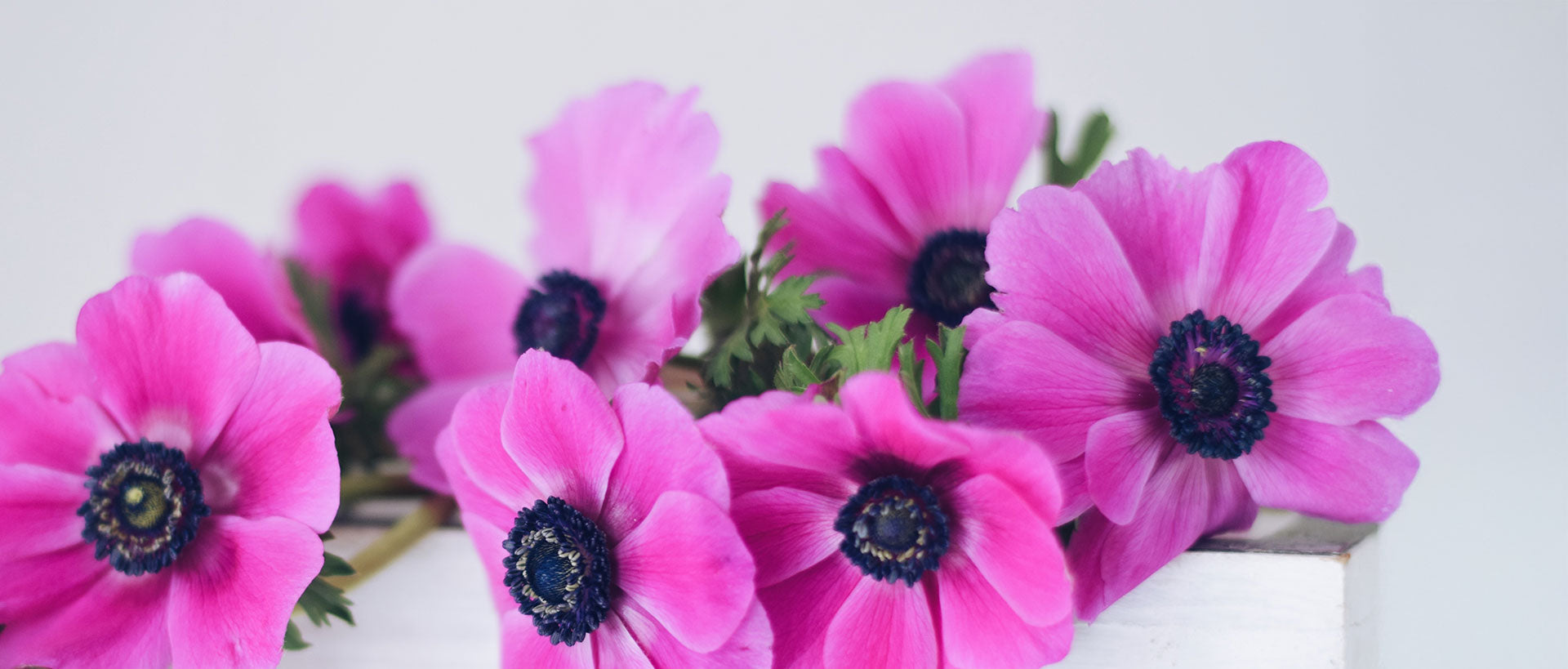 Anemones – Prime Fresh Flowers