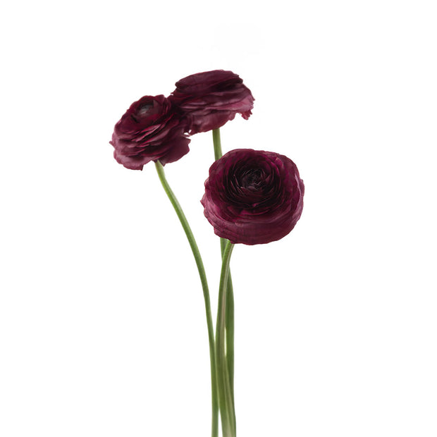 Ranunculus Elegance Burgundy