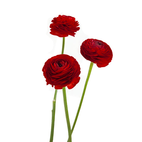 Ranunculus Elegance Red
