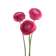 Ranunculus Elegance Pink