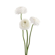 Ranunculus Elegance White