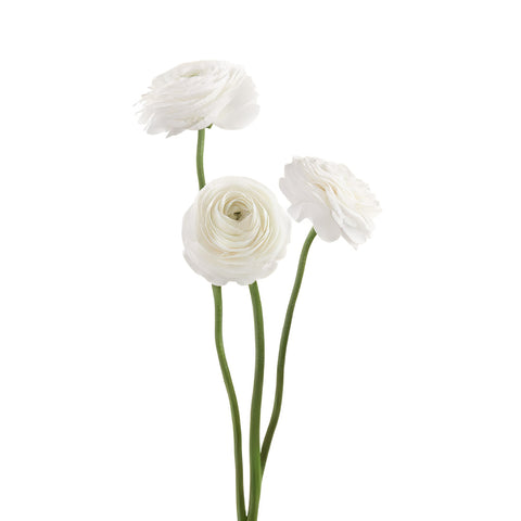 Ranunculus Elegance White