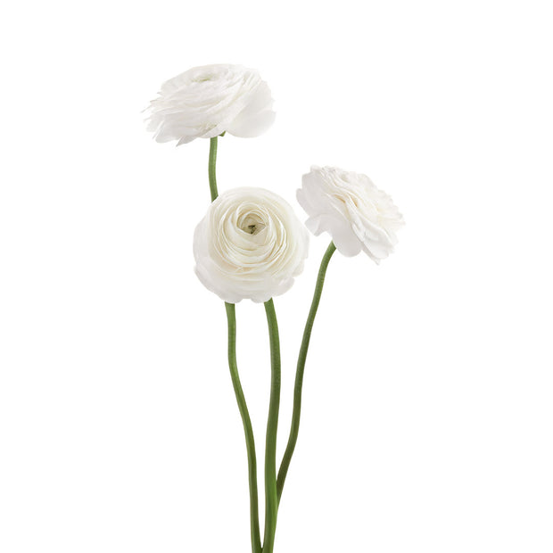 Ranunculus Elegance White