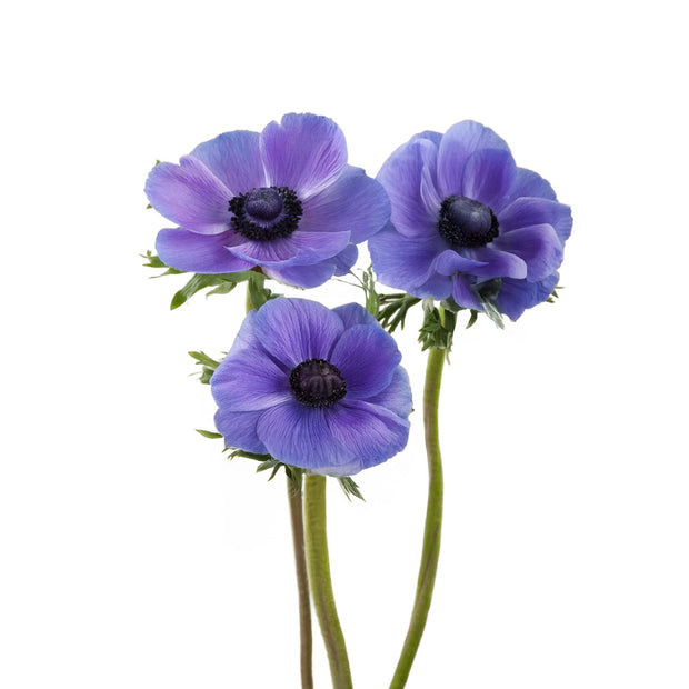 Anemone Mistral Blue