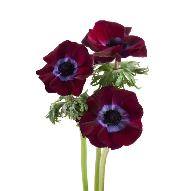 Anemone Mistral Burgundy