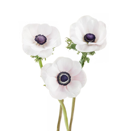 Anemone Mistral Panda White
