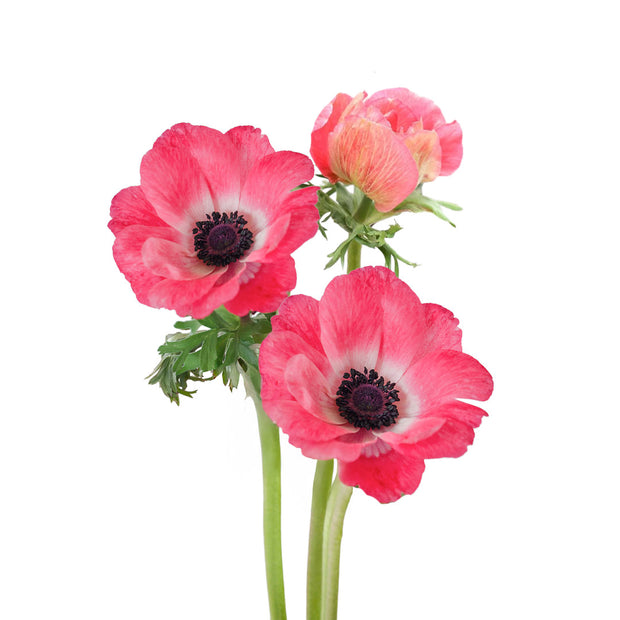 Anemone Mistral Pinkie