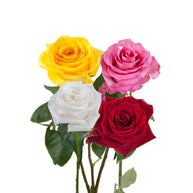 Assorted Roses