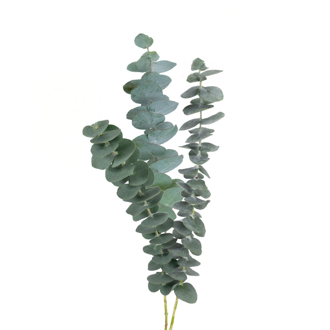 Eucalyptus Baby Blue