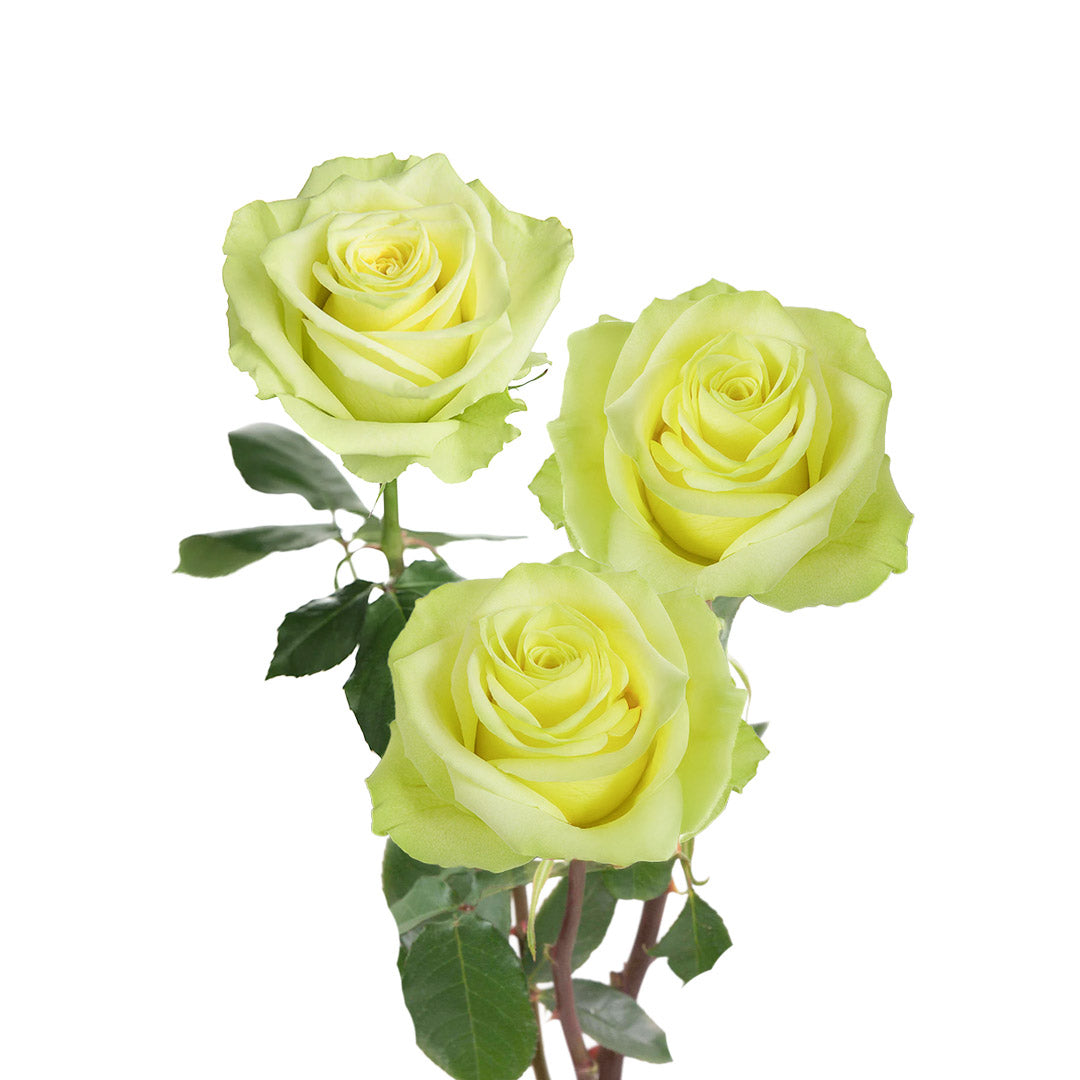 Green Roses
