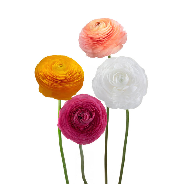 Ranunculus Elegance Assorted