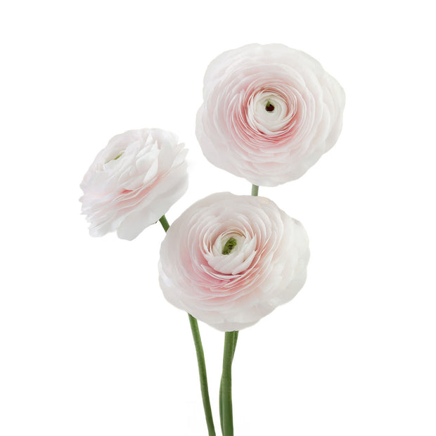 Ranunculus Cloni Hanoi