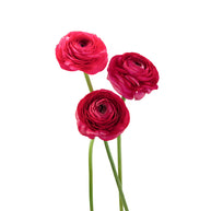 Ranunculus Elegance Hot Pink