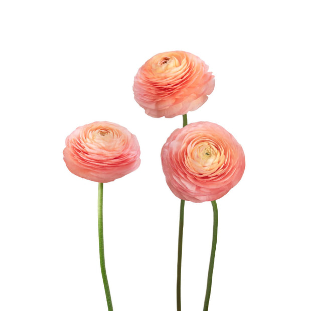 Ranunculus Elegance Peach