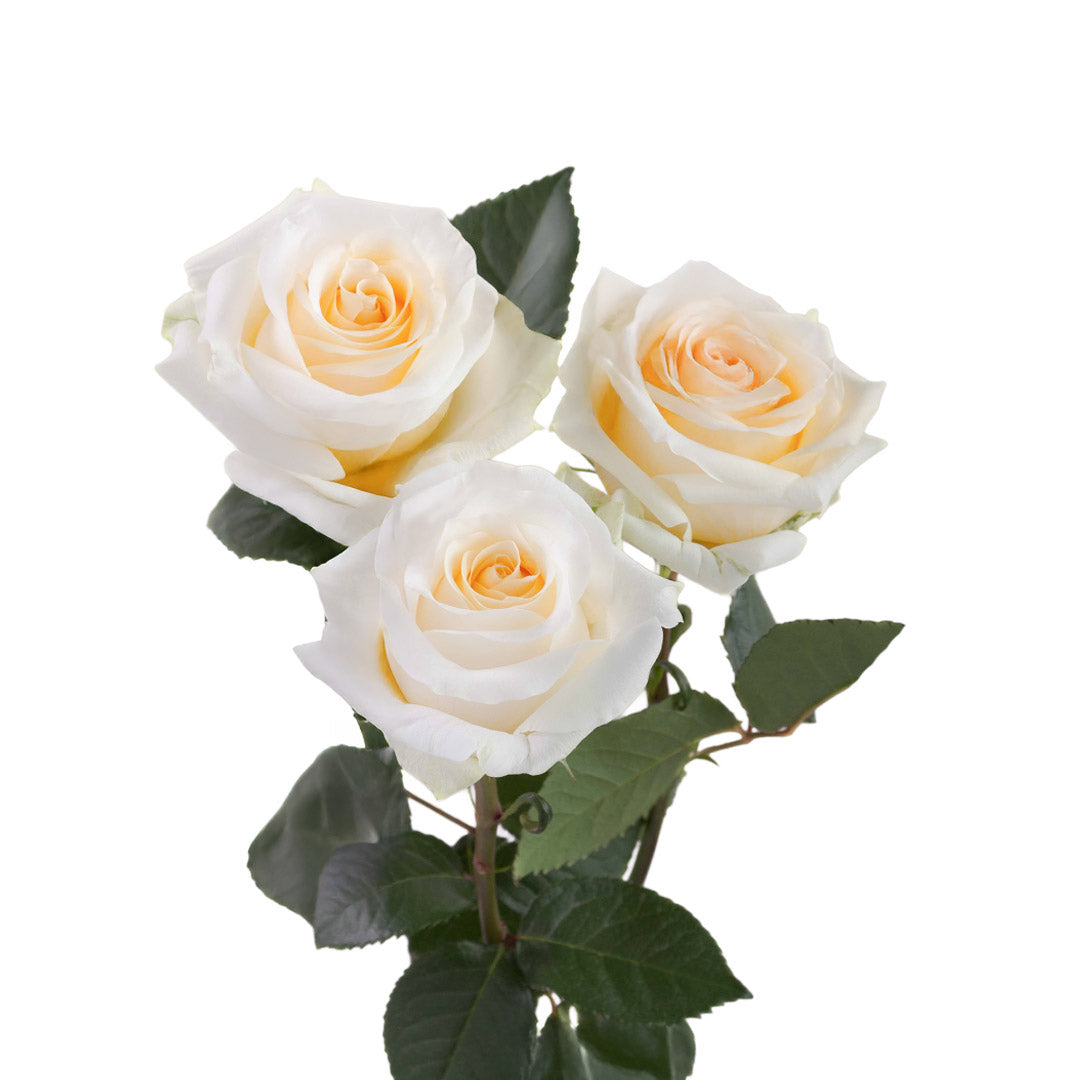 Cream Roses