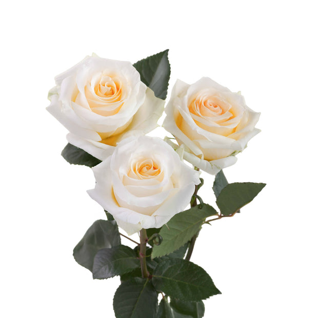 Cream Roses