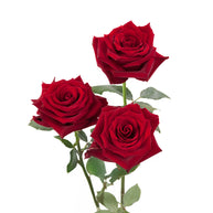 Explorer Roses
