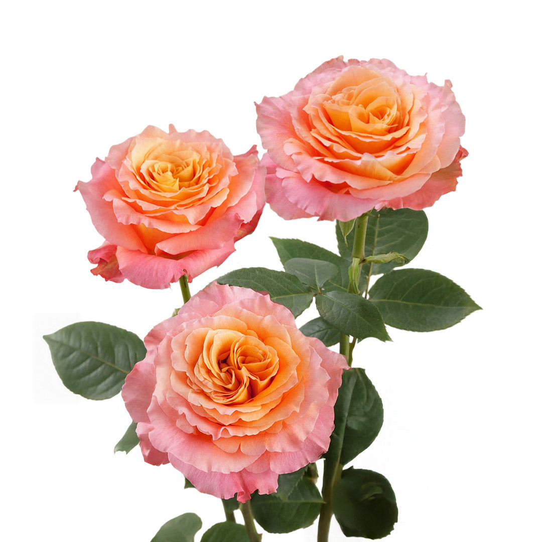 Free Spirit Garden Rose