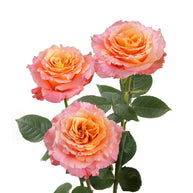 Free Spirit Garden Rose