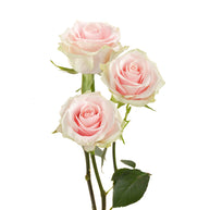 Frutetto Garden Rose