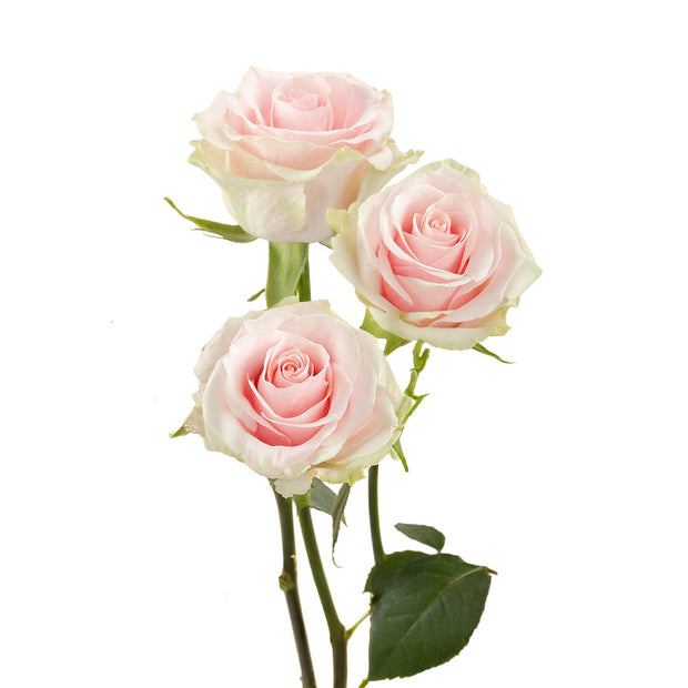 Frutetto Garden Rose