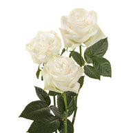 Moonstone Garden Rose