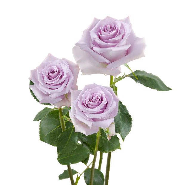 Lavender Roses