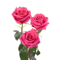 Hot Pink Roses