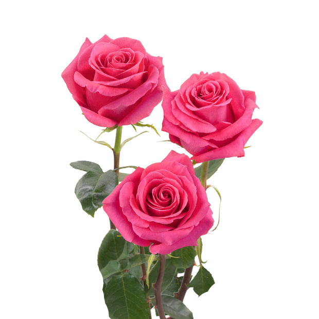 Hot Pink Roses