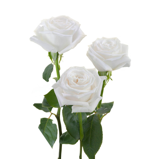 White Roses