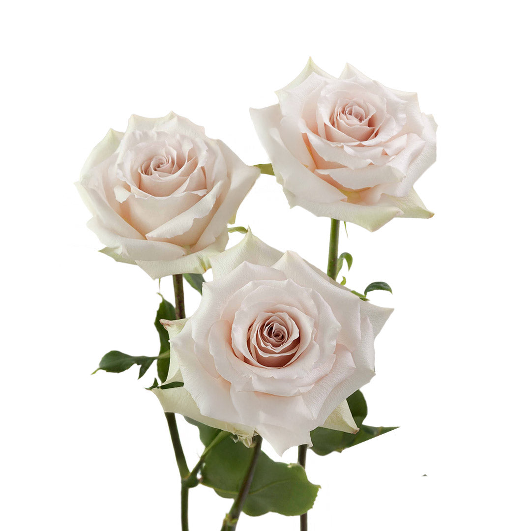 Rose Quicksand