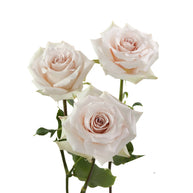 Rose Quicksand