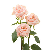 Shimmer Garden Rose