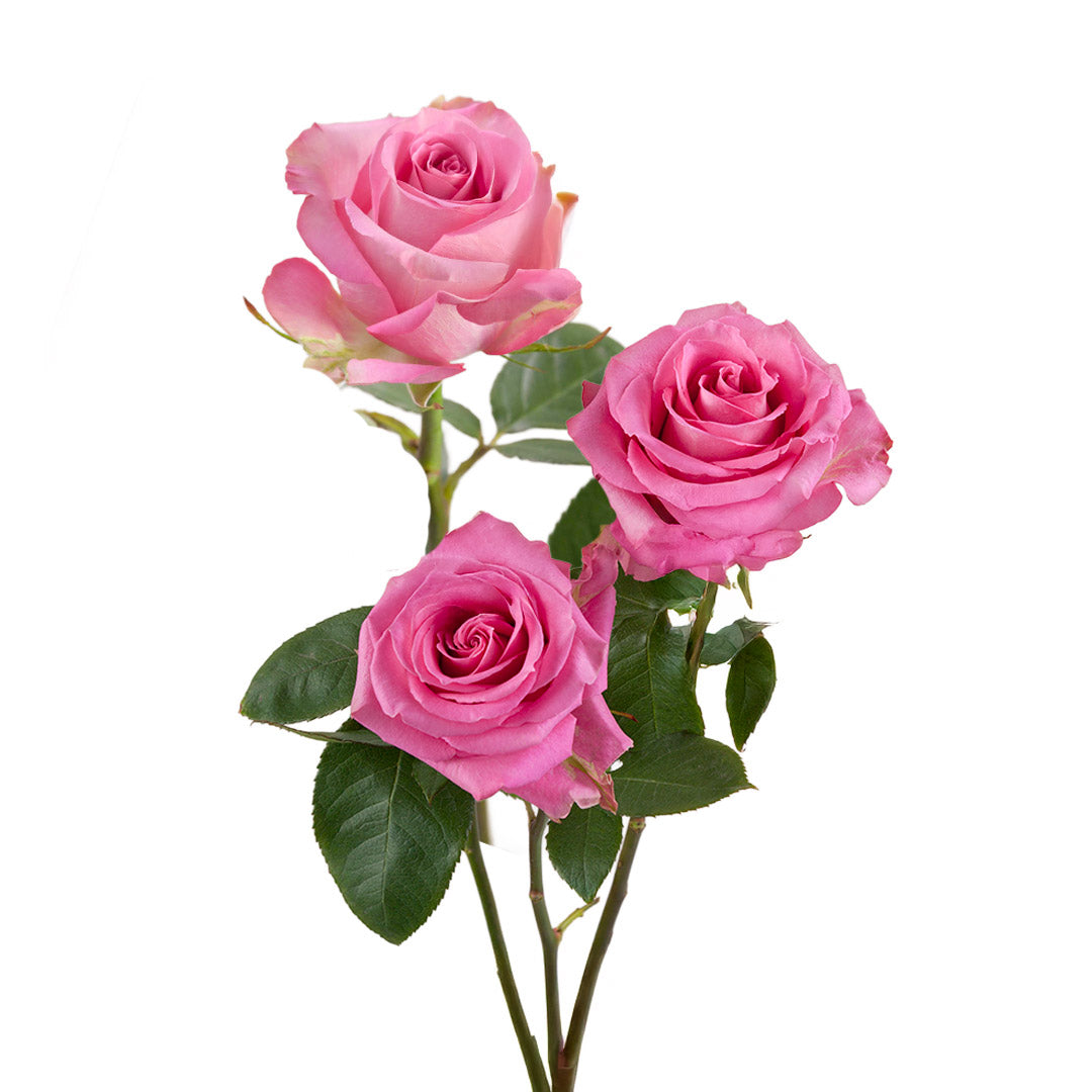 Primetime Roses Pink Roses – Prime Fresh Flowers