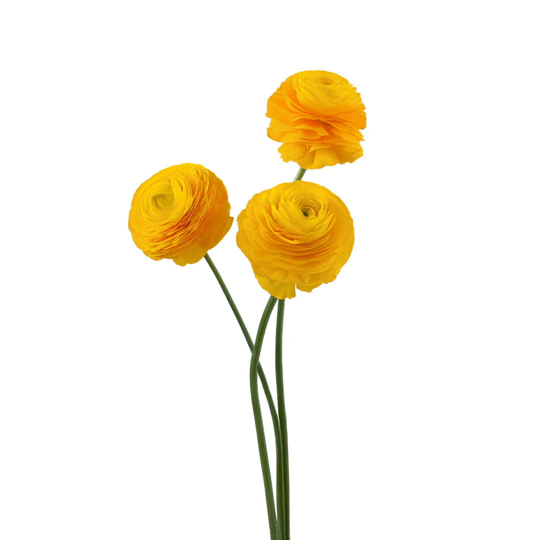 Ranunculus Elegance Yellow