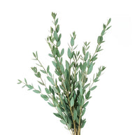 Eucalyptus Parvifolia
