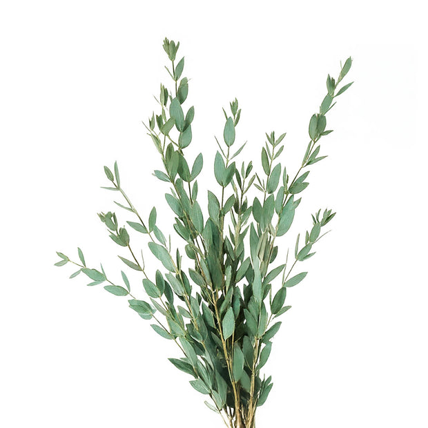 Eucalyptus Parvifolia