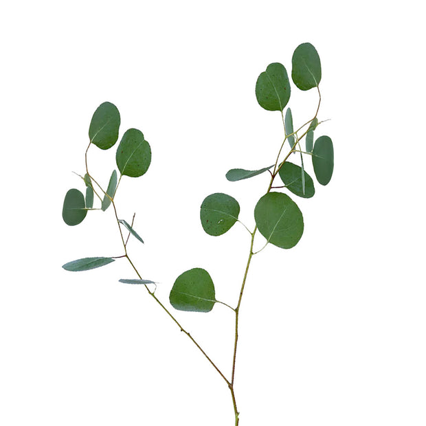 Eucalyptus Polyanthemos
