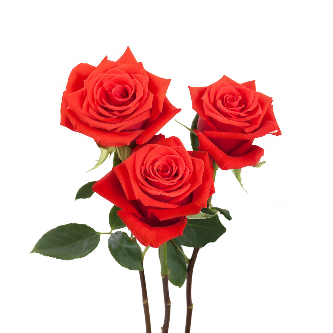 Orange Roses
