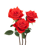 Orange Roses