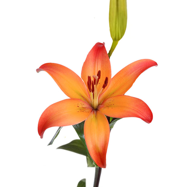 LA Orange Lily