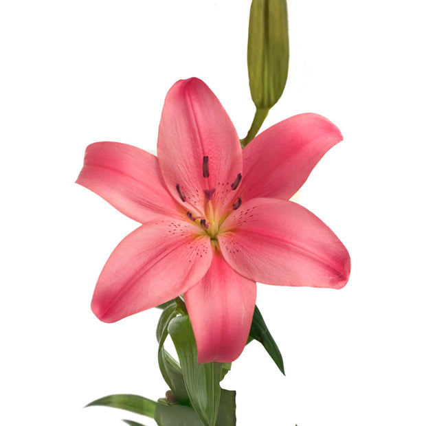LA Pink Lily