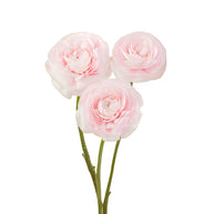 Ranunculus Cloni Favola