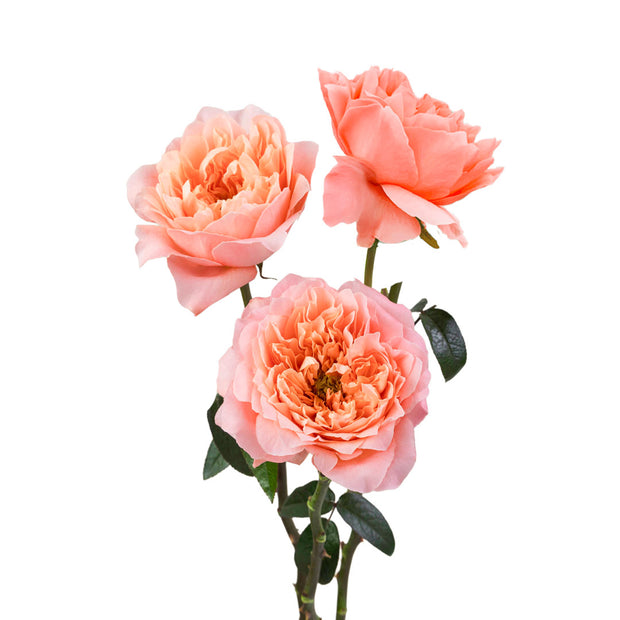 Dragon Fly Garden Rose Peach