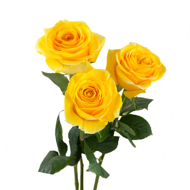 Yellow Roses