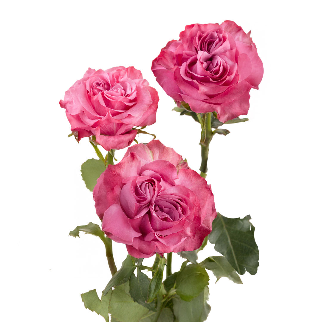 Country Blues Rose