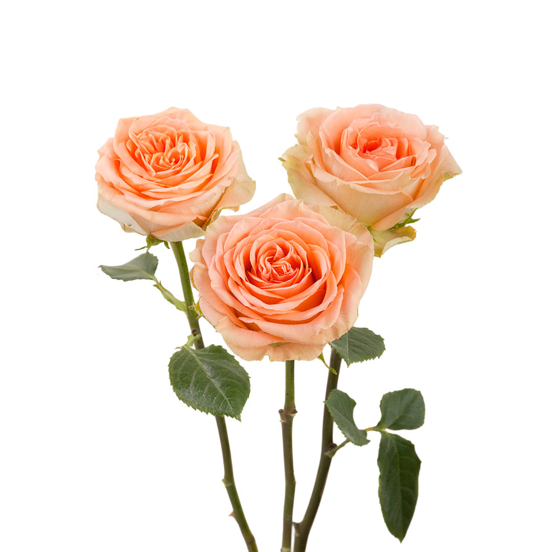 Country Home Garden Rose