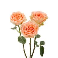 Country Home Garden Rose