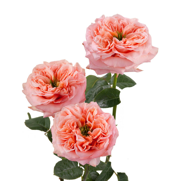 Mandarin Xpression Garden Rose