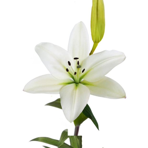 LA White Lily
